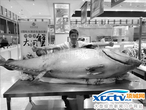 温州现715斤巨型金枪鱼