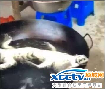 三男子棒杀扬子鳄 直播破肚剥皮十分残忍