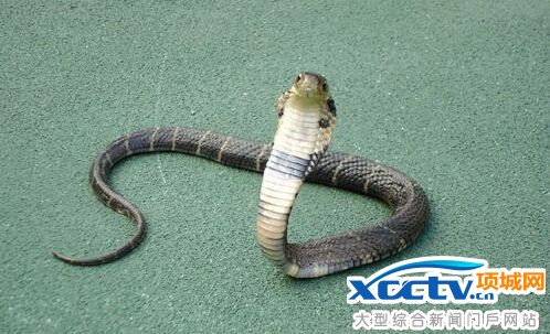 ��ѧ�����Ᾱ���˻�ԭìͷ����