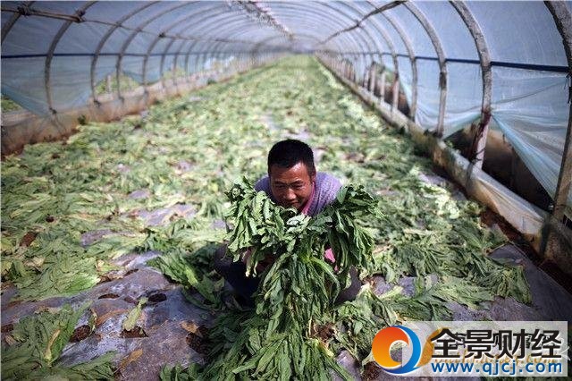 千吨蔬菜价低烂地 现场图片曝光菜农表情揪心