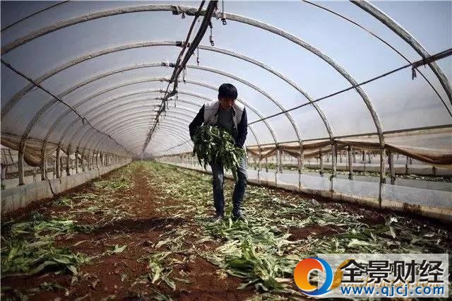 千吨蔬菜价低烂地 现场图片曝光菜农表情揪心